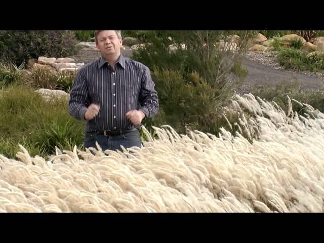 YALBA™ Imperata produces masses of fluffy white plumes | Emporium Range of Plants