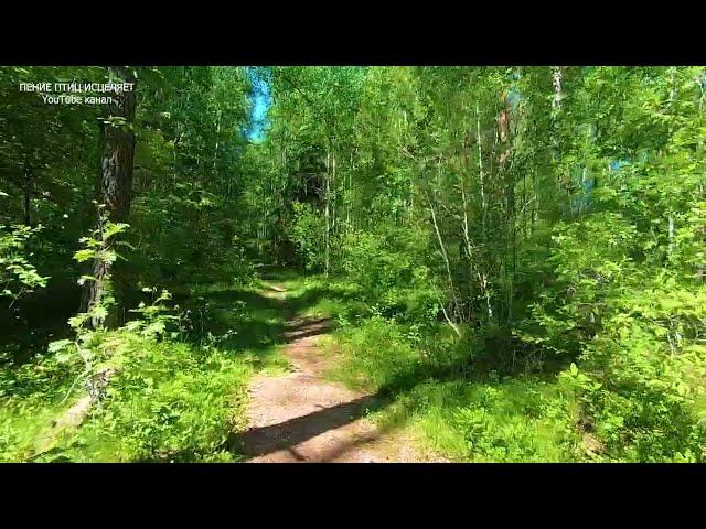 ПЕНИЕ ПТИЦ В СОЛНЕЧНОМ ЛЕСУ ИСЦЕЛЯЕТ ОТ ТРЕВОГ И ПЛОХОГО НАСТРОЕНИЯ.СПОКОЙНЫЕ НЕРВЫ-СПОКОЙНЫЙ СОН