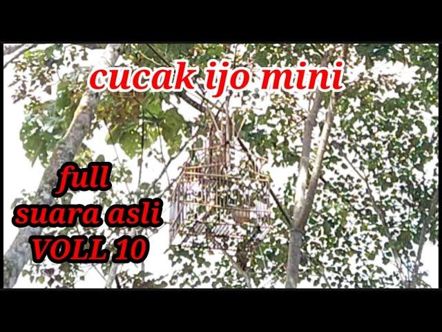 Suara asli pikat cucak ijo mini di hutan