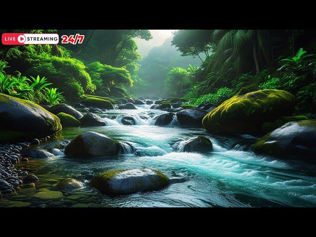 Forest Background Sound  | Peace River & Sleep Stream for Deep Sleep, Relaxation & Stress Relief