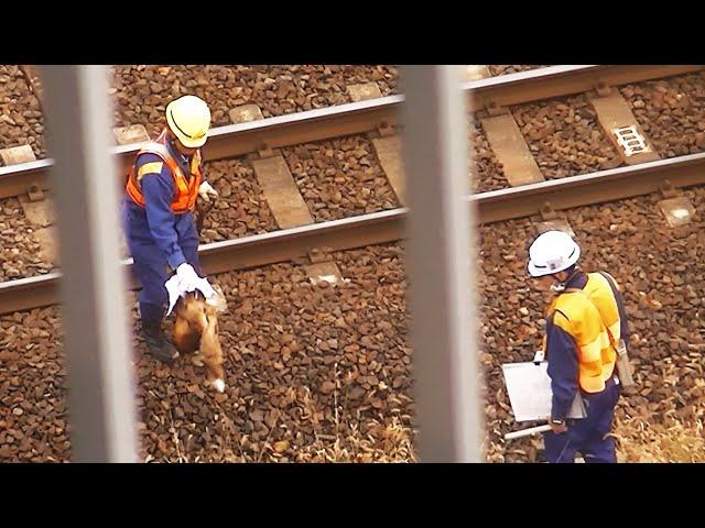 【閲覧注意】 線路わきに横たわる物体の処理　/　JR踏切事故