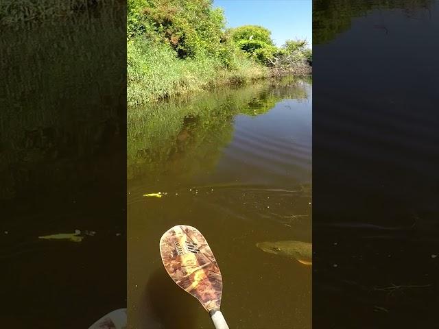 Pike Smash The Duck Lure!