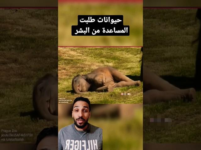 حيوانات طلبت المساعده من البشر #حيوانات
