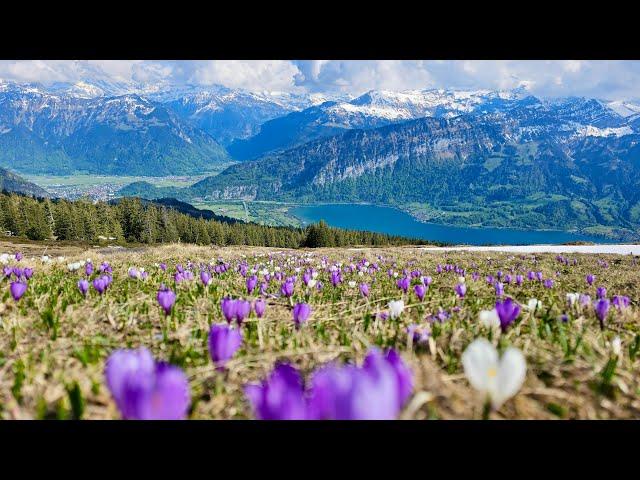 Hiking Interlaken Beatenberg to Niederhorn Mountain, Switzerland | 4K 60p video