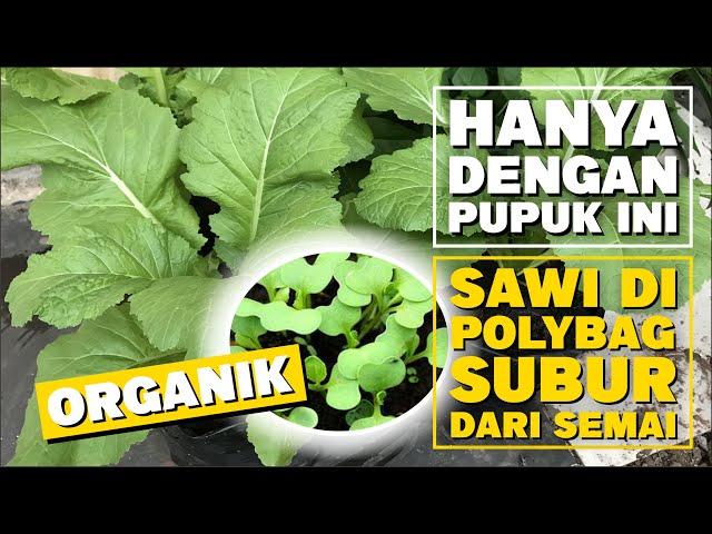 CARA MENANAM SAWI ORGANIK DI POLYBAG MULAI DARI SEMAI || GROW ORGANIC MUSTARD IN POLYBAGS FROM SEEDS