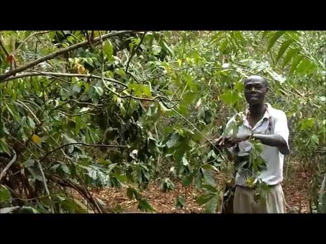 Trees in Diani Episode 3