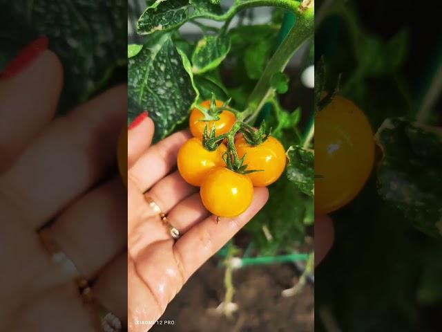 теплица,будни агронома#теплица #садоводничество #garden #garden