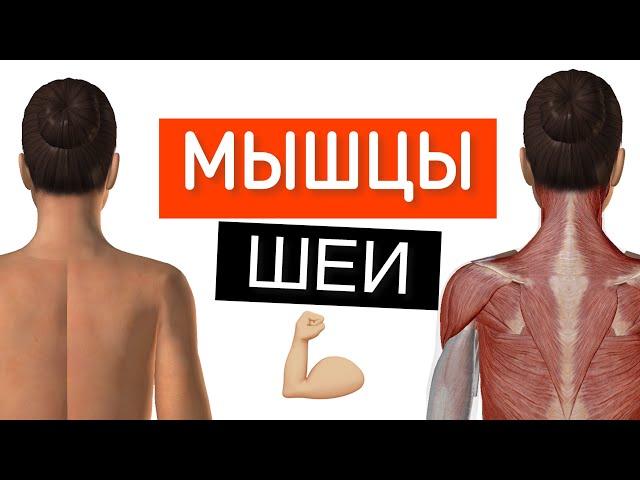 Нарисованные мышцы спины и шеи на человеке (девушке). Обучение анатомии человека в 3D