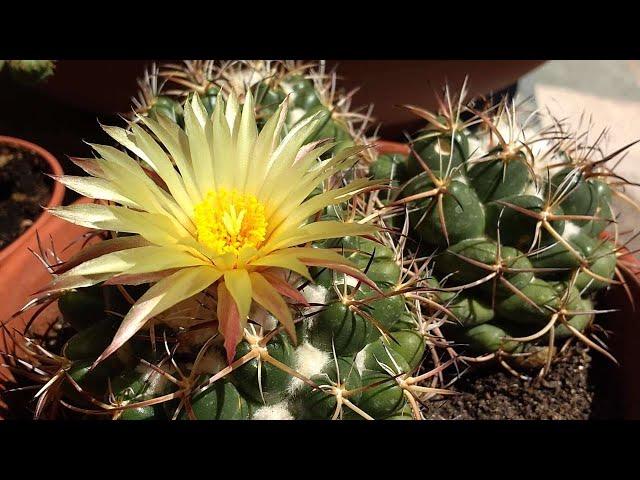 Coryphantha elephantidens