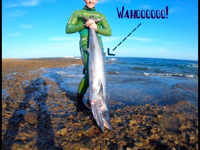 Spearfishing Wahoo From SHORE in the Canary Islands (By Myself) DANGEROUS + How To Make Fish Tacos