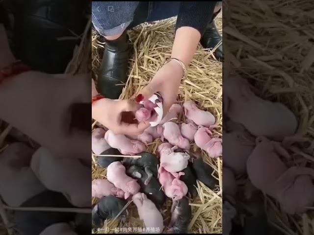 Egg 15 baby rabbit giving birth certificate  #rabbit #shortsfeed #tranding #bunny