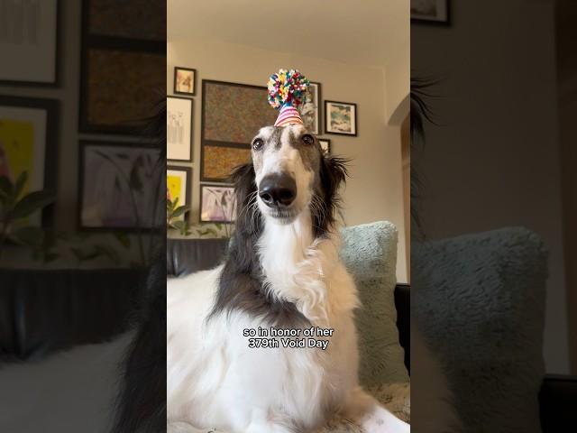 abby’s void day: honoring her top nine moments #borzoi #dogs #birthday #celebrate #shorts #bestof