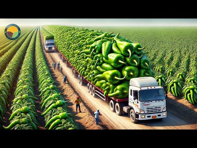 How Farmers Harvest Green Chili Pepper: Jalapeno Pepper Processing Factory | Farming Documentary