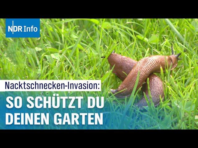 Nacktschnecken im Garten - Tigerschnegel kann helfen | NDR Info