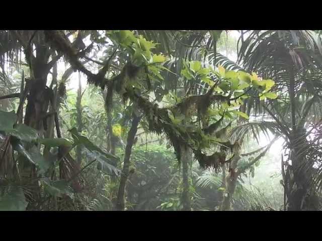 STINAPA Junior Rangers Explore: Saba