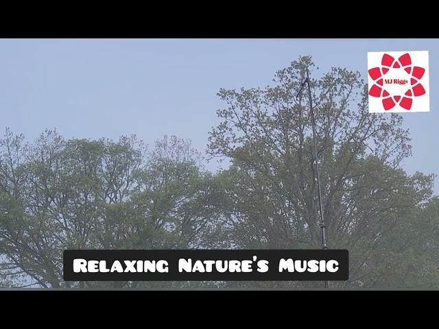 Beautiful and Relaxing Nature's Music Background #naturelovers #relaxing #relaxingsleepmusic #asmr