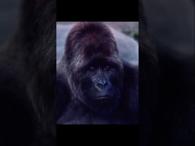 Gorilla Shares DnB Track with a Guy!  #DrumAndBass #DnBVibes #ViralMoment #RaveEnergy