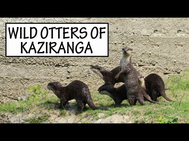 Otters In Action | Kaziranga | Smooth Coated Otters | Assam Wildlife | Wild Otters | Otters On Land