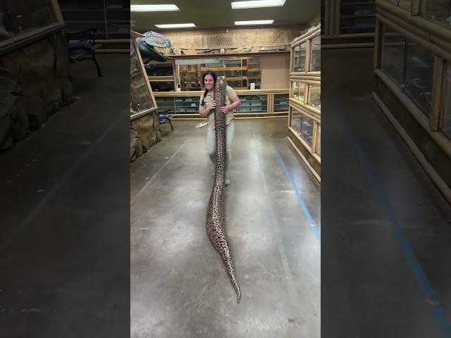 Taking my giant Burmese Python for a stroll! 