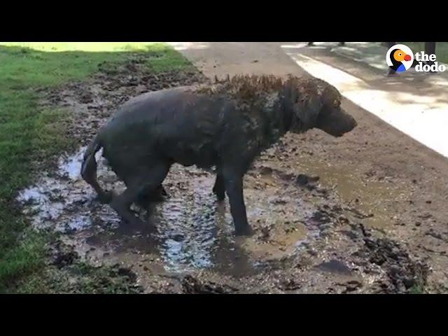 Lab Rolls In Mud Puddle