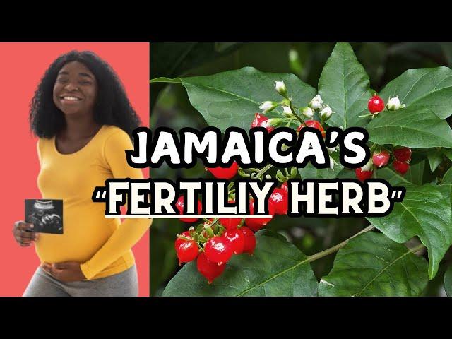 Jamaica's "female herb" for infertility + more / Earth's Medicine