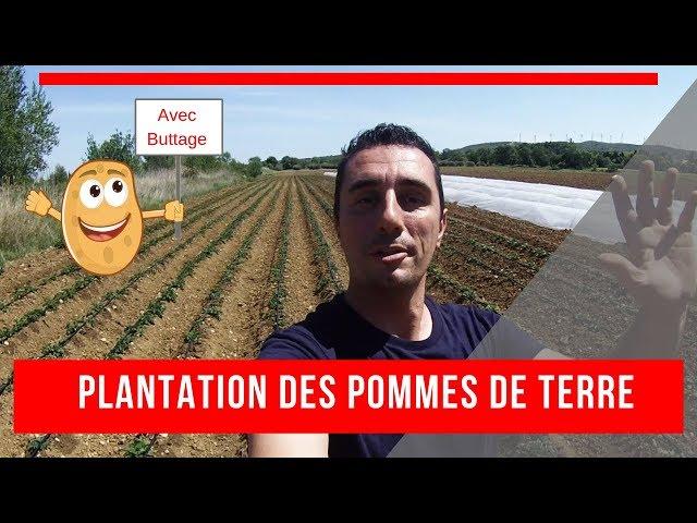 [PLANTATION][BUTTAGE][IRRIGATION] pomme de terre 2019