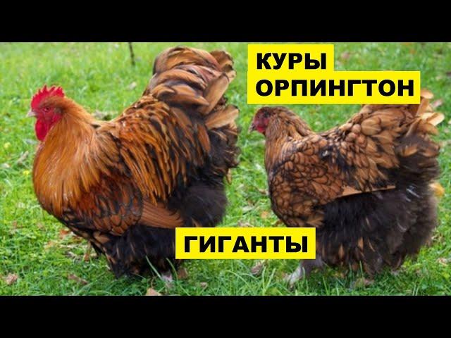 Разведение кур породы Орпингтон как бизнес идея | Куры Орпингтон