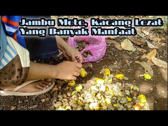 PANEN JAMBU METE  |  Kacang Lezat Yang Memiliki Segudang Manfaat