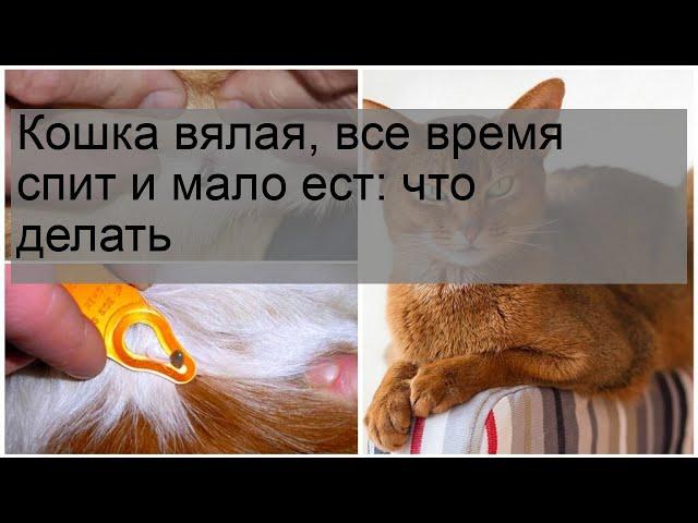 Кошка вялая, все время спит и мало ест: что делать