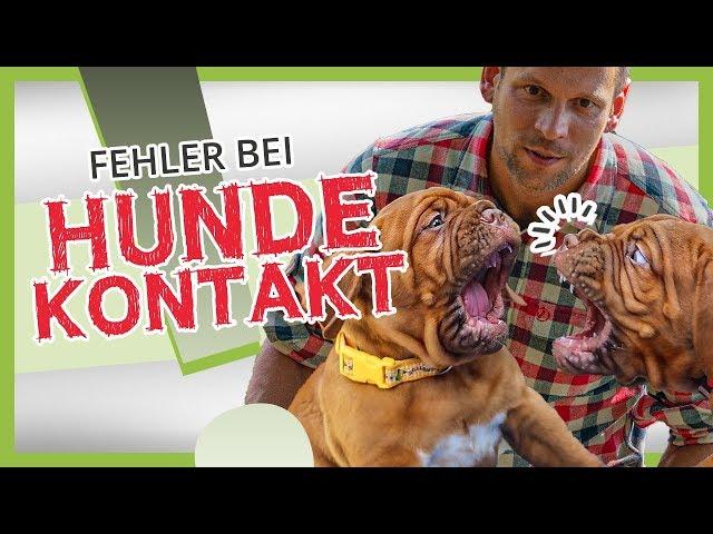 VERMEIDE diese FEHLER beim Hundekontakt! 