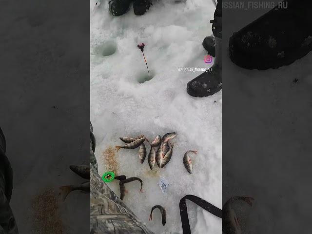 Лучшие напарники для рыбалки #рыбалка #рыбак #зимняяловлярыбы