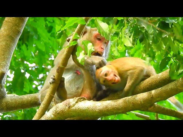 [CRYING JANNA] JANE MONKEY BITE ON JANANA FEEDING MILK JODY MONKEY @NewsBabyMonkey