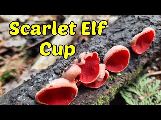 Scarlet Elf Cup