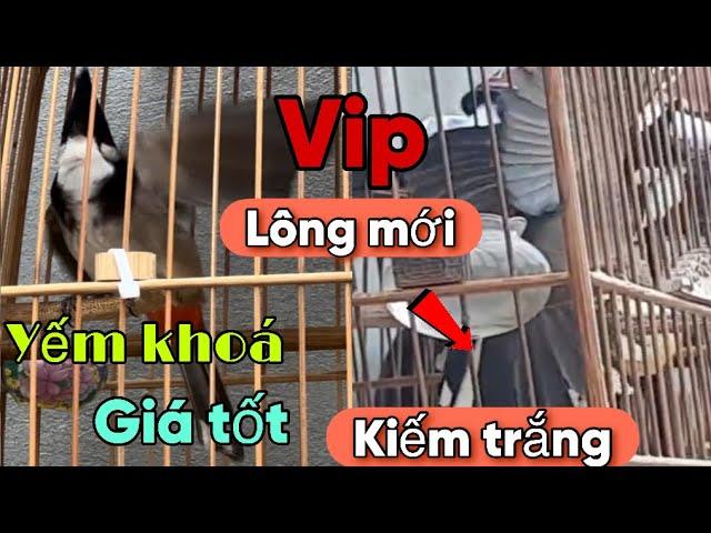 VIP - CB. LÔNG MỚI, YẾM KHOÁ CỔ - KIẾM TRẮNG GẤU MÈO, LÁ GAN TO | HÀNG SẠCH KHÓ KIẾM GIÁ TỐT CHO AE