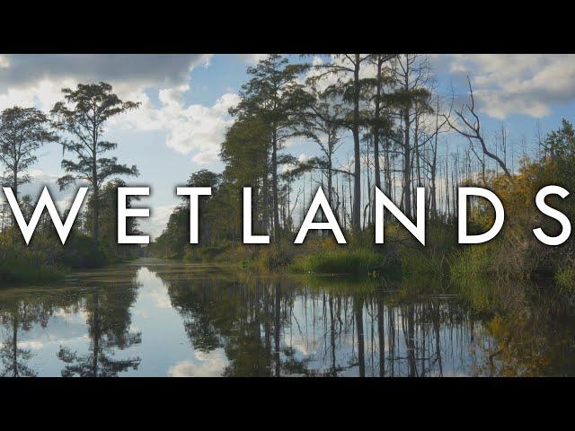 Wetlands - Mangroves, Marshes and Bogs - Biomes#9