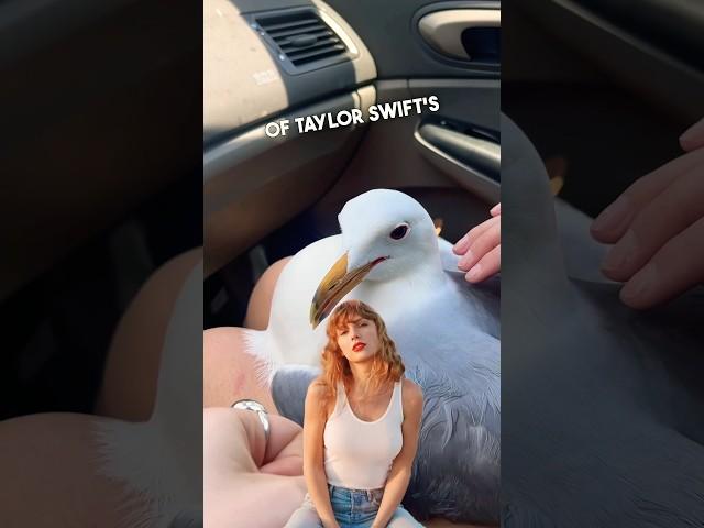 She interviewed the seagull from Taylor Swift’s 1989 album  #shorts #taylorswift