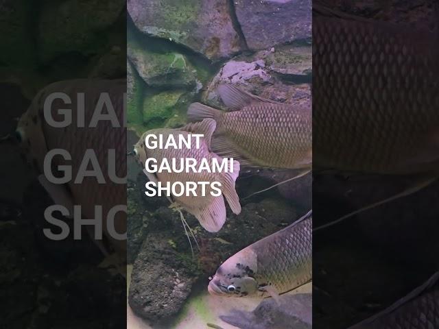 Giant Gaurami # Food Fish # Shorts # Fish #youtubeshorts