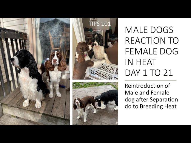 MALE DOGS REACTION TO FEMALE DOG IN HEAT Day 1 To 21 | Tips 101 | What to do