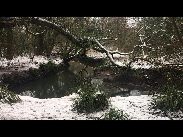Tocil Wood Nature Reserve in Winter