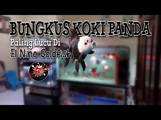 WRAP UP AGAIN! Hunting Panda Goldfish  The funniest in El Nino Goldfish, Mistakes Again || GF006