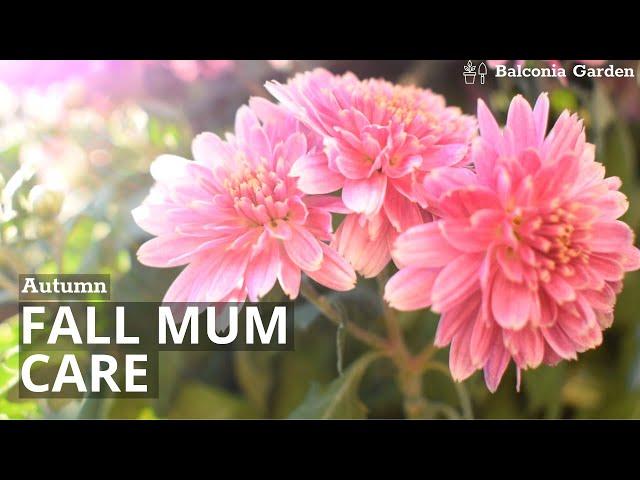 Autumn Chrysanthemum Care | How to Buy, Care, Watering, After Flowering | Balconia Garden