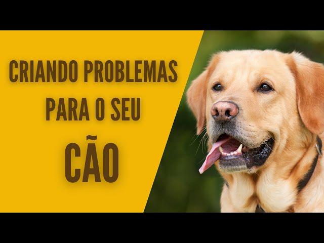 Criando problemas para o seu cão!