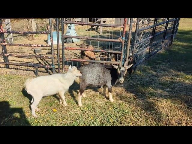 GOAT BREEDING CONTINUED! (WARNING )  #goats #breeding #goatmilksoap