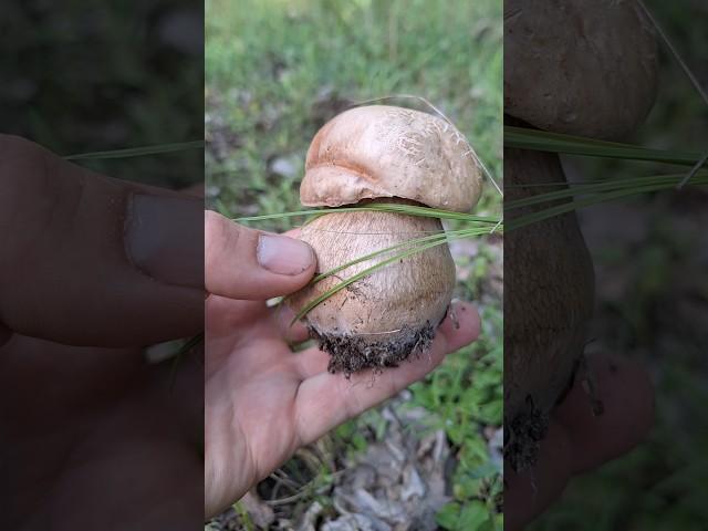 Біленький гарненький.