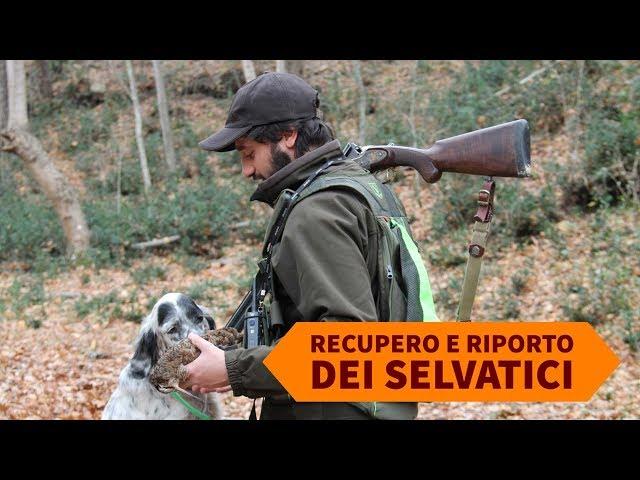 Caccia e cinofilia: recupero e riporto dei selvatici