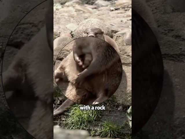 Otters strange behavior #shortvideo #animals #cute #lovestory #otter