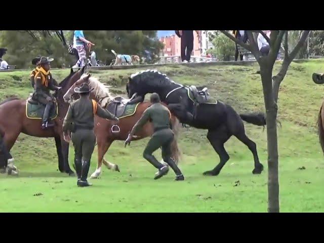 Hermoso caballo pierde el control | Friesian horse loose in park  | Caballo Negro  #animaleshermosos