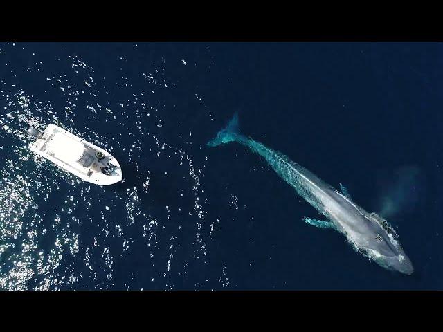 2020 Whale Watching Documentary: A Year In My Life