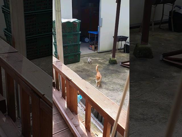 살짝 돌아다녀볼까 #마당냥이 #산골감나무집