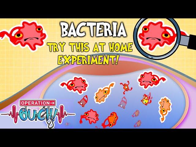 Where Does Bacteria Live in Your Body?  | Full Episode | Experiments for Kids | Operation Ouch